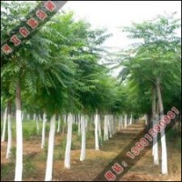 千头椿的园林绿化