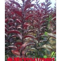 太阳李子苗，中华红太阳李