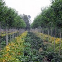 山东省惠民县鼎泰景观苗木销售有限公司