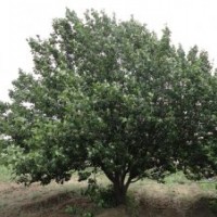 大华海棠苗木经营八棱海棠树