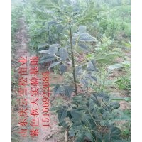 山东--紫色秋天白蜡（红叶白蜡）种植推广基地