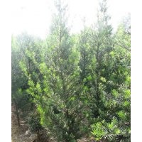 特卖罗汉松苗木 罗汉松盆景 宏景罗汉松价格尽在小龚罗汉松批发