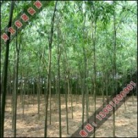 启源速生柳成活率高