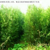 供应营养钵侧柏高度80cm到1.5米