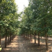 江苏东台长年供应8-26公分实生银杏树，10-40公分嫁接银杏树