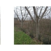 22公分嫁接银杏树