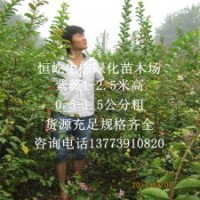 紫薇苗在緑化工程中的应用及未来发展趋势