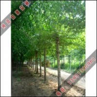 启源法桐热卖_欢迎前来启源购买法桐_法桐小苗