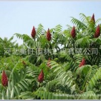 供应8公分火炬树