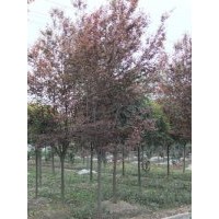 成都红叶李价格 成都红叶李报价 红叶李品种 红叶李规格