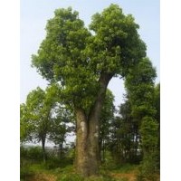 骨架香樟树-移植香樟树15公分20公分香樟树价格