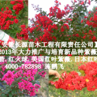 红火箭紫薇简介