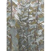 供应红叶李1.5米起步