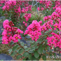 长期供应 美国红叶紫薇