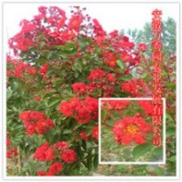 紫薇 园林绿化首选