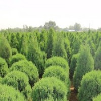 保定桧柏球的价格|桧柏球报价