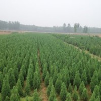 绿洲苗木北京桧柏