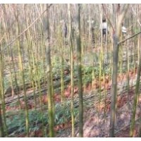 供应1-3年竹柳