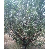 供应京红海棠树