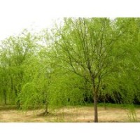 供应速生柳 垂柳1-20CM 以及种条