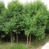 供大叶女贞 小叶女贞造型树、大叶女贞价格