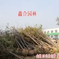 山西白蜡供应商 专供 太原白蜡 太原10公分白蜡