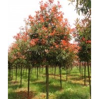 湖南红叶石楠价格，红叶石楠球价格，红叶石楠小苗价格