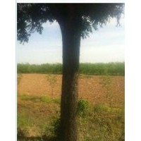 山东省惠民县鼎泰景观苗木销售有限公司白蜡,国槐,法桐