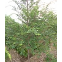 红豆杉绿化和盆景