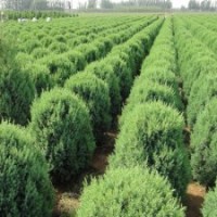 长期出售桧柏球价格从优