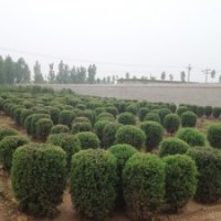 保定哪里卖桧柏球