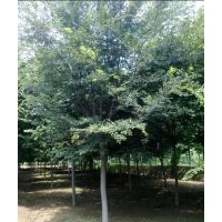 常年供应红榉树、法桐、广玉兰、栾树、木槿等绿化苗