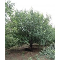 出售20公分八棱海棠树