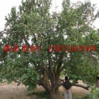80公分八棱海棠树