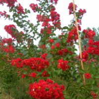 常年供应红火箭紫薇/红火球紫薇