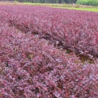 批发各种红花继木球-红花继木球价格（最新更新）湖南红花继木球