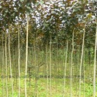 供应红叶李1.5米以上