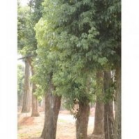 供应25公分香泡树、香橼树、香柚树