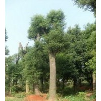 26公分移植香樟树骨架香樟树