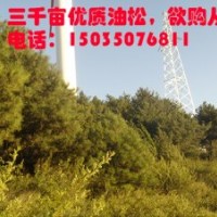 山西优质油松三千亩量大质优