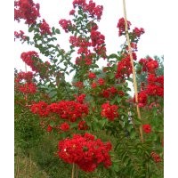 紫薇中的精品——红火箭紫薇