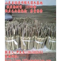 毛白杨炮捻 杨树苗