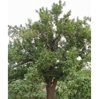 大华海棠苗木经营八棱海棠树