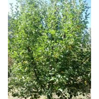 金玉苗木长期供应京红海棠树