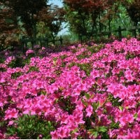 湖南红花继木，湖南杜鹃，湖南茶梅，湖南红叶石楠，湖南夏鹃