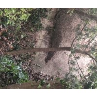 安庆龙山名树园出售罗汉松