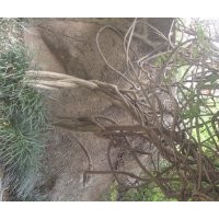 安庆龙山名树园出售紫藤