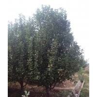 金玉苗木长期供应京红海棠树