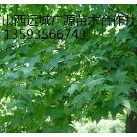 五角枫出售、5-12公分五角枫、价格优惠