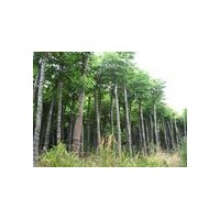 山西国槐/国槐苗/优质刺槐/山西泰绿苗木繁育合作社/李先生134539